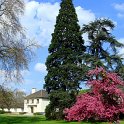 Sequoiadendron et pommier fleur